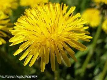 Wojciech Żegota - Fotografia