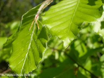 Wojciech Żegota - Fotografia