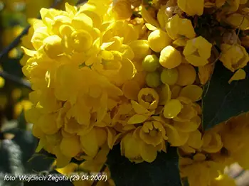 Wojciech Żegota - Fotografia