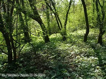 Wojciech Żegota - Fotografia