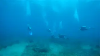 Nurkowanie w Oceanie