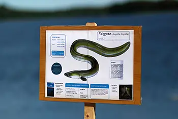 Zarybianie jeziora Węgorzyno