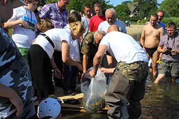 Zarybianie jeziora Węgorzyno