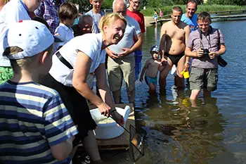 Zarybianie jeziora Węgorzyno