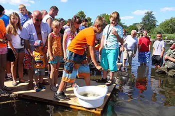 Zarybianie jeziora Węgorzyno
