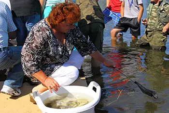 Zarybianie jeziora Węgorzyno