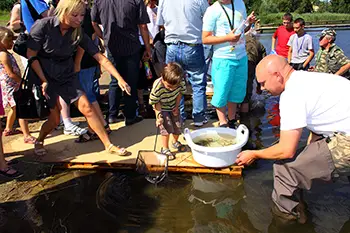 Zarybianie jeziora Węgorzyno