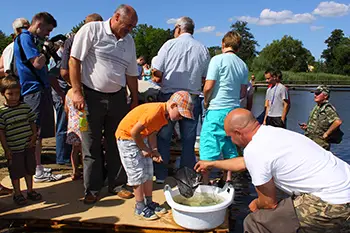Zarybianie jeziora Węgorzyno