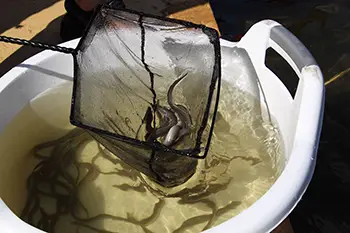 Zarybianie jeziora Węgorzyno