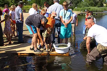 Zarybianie jeziora Węgorzyno