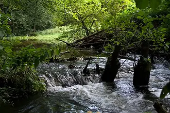 Brzeźnicka Węgorza - Brzeźniak