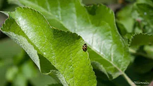 Biedronka Wrzeciążka