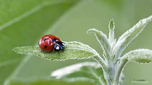 Biedronka siedmiokropka