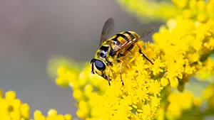 Bzyg (Syrphidae)