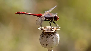 Szablak krwisty - Ważka