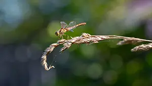 Szablak krwisty - Ważka