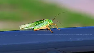 Pasikonik zielony, Tettigonia viridissima