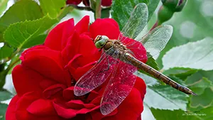 Żagnica ruda - Ważka