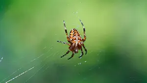 Krzyżak ogrodowy - pająk