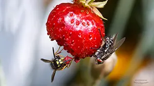 Osa i bolimuszka kleparka