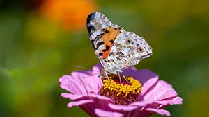 Motyl - Rusałka Osetnik