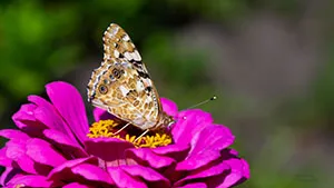 Motyl - Rusałka Osetnik