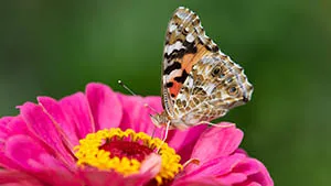 Motyl - Rusałka Osetnik