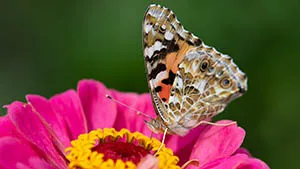 Motyl - Rusałka Osetnik