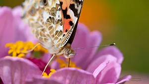 Motyl - Rusałka Osetnik