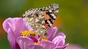 Motyl - Rusałka Osetnik