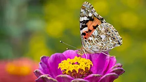 Motyl - Rusałka Osetnik