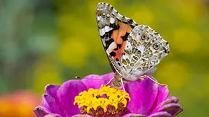 Motyl - Rusałka Osetnik