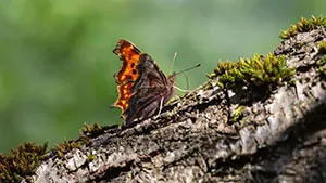 Motyl - Rusałka Ceik