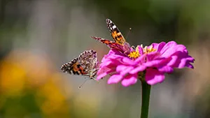Motyl - Rusałka Osetnik