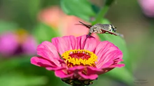 Motyl -Fruczak gołąbek