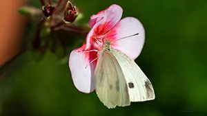 Motyl - Bielinek Kapustnik