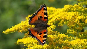 Motyl - Rusałka Pokrzywnik