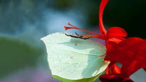 Motyl - Latolistek Cytrynek