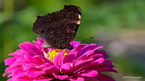 Motyl - Rusałka Admirał