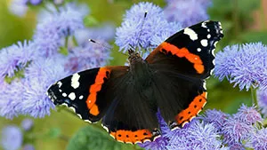 Motyl - Rusałka Admirał