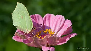 Motyl - Latolistek Cytrynek
