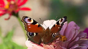 Motyl - Rusałka Pawik