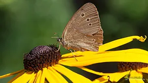 Motyl - Przestrojnik Trawnik