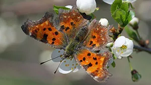 Motyl - Rusałka Ceik