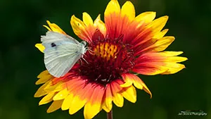 Motyl - Bielinek Kapustnik