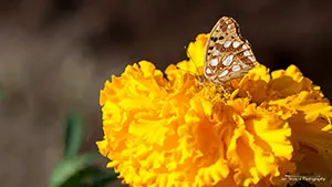 Motyl - Dostojka Latonia