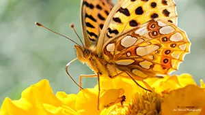 Motyl - Dostojka Latonia