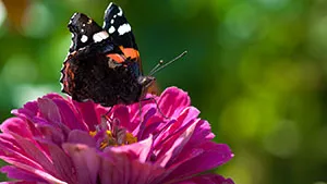 Motyl - Rusałka Admirał