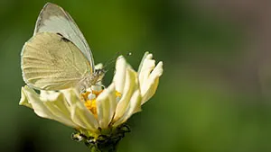 Motyl - Bielinek Kapustnik