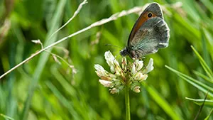 Motyl - Modraszek Adonis